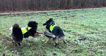 susie pet sitter à PAVILLY 76570_6