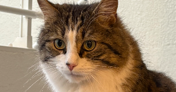 mégane pet sitter à BANDOL 83150_7