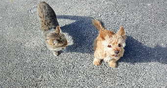 helene pet sitter à MONTPELLIER 34000_9