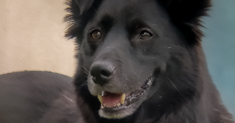 edene pet sitter à ST MARTIN SUR NOHAIN 58150_1