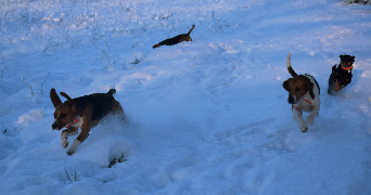 noelia pet sitter à GEMOZAC 17260_1