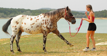 vannier pet sitter à ARABAUX 09000_1