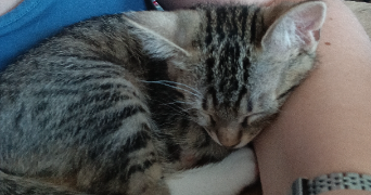 sandra pet sitter à MOISSAC 82200_4