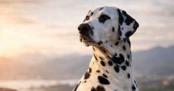 florence pet sitter à OLLIOULES 83190_10