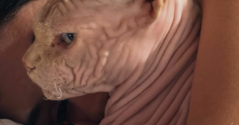 violette pet sitter à TOULOUSE 31000_2