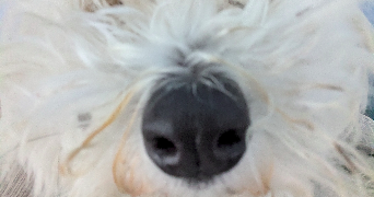 sabine pet sitter à OUISTREHAM 14150_0