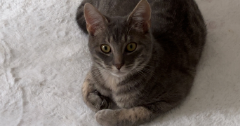 lana pet sitter à FOUGERES 35300_1