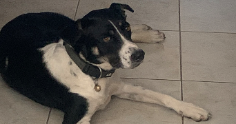pascale pet sitter à PARAY LE MONIAL 71600_8