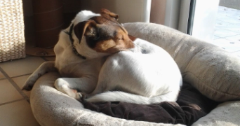 emilie pet sitter à ROCHESERVIERE 85620_1