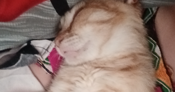 sarah pet sitter à GONESSE 95500_3