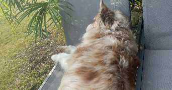 mathylde pet sitter à POITIERS 86000_2