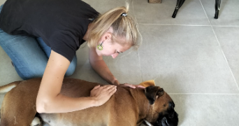 manon pet sitter à VIRE 71260_4