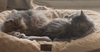 thulane pet sitter à TASSIN LA DEMI LUNE 69160_4