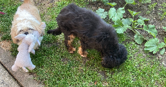 cathy pet sitter à Lillers 62190_7