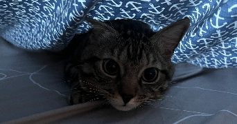 anissa pet sitter à SETE 34200_1