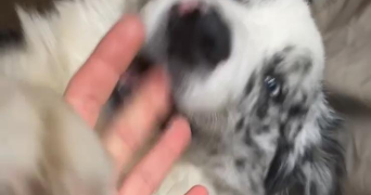 iris pet sitter à PARIS 13 75013_3