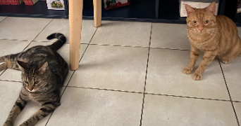 manon pet sitter à BURBURE 62151_3