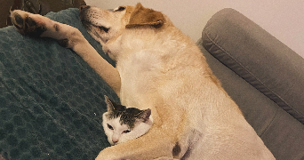marjorie pet sitter à FROMELLES 59249_4