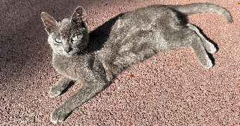 lylou pet sitter à Chartres-de-Bretagne 35131_1