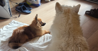 maxence pet sitter à FLEURY 11560_2