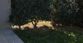 sylvie pet sitter à CASTELGINEST 31780_3