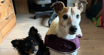 léna pet sitter à MOUAZE 35250_4