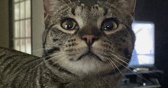 loelie pet sitter à DIJON 21000_0