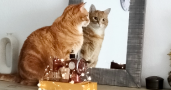 chrystele pet sitter à UZES 30700_2