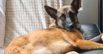 maeva pet sitter à Lyon 69005_2