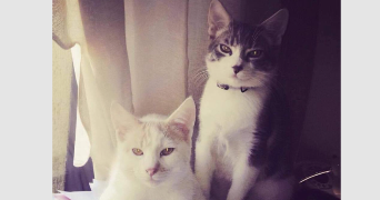 charlotte pet sitter à Noisy le grand 93160_4