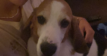 solène dog sitter à ERMONT 95120_1