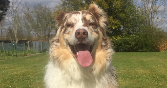 mathylde pet sitter à POITIERS 86000_4