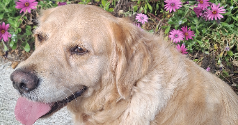 melanie pet sitter à ROQUEBRUNE CAP MARTIN 06190_2