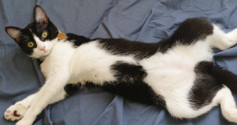 nedjma pet sitter à ARGENTEUIL 95100_1