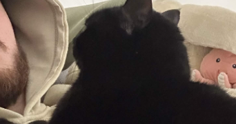 benjamin pet sitter à ORVAULT 44700_2