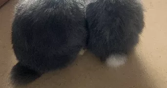 adeline pet sitter à ST ETIENNE 42100