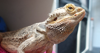 théa pet sitter à LE PEAGE DE ROUSSILLON 38550_3