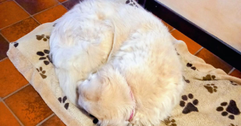 claire pet sitter à WAREMME 4300_2