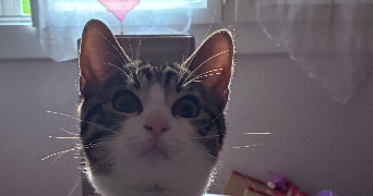 tatiana pet sitter à HARFLEUR 76700_1