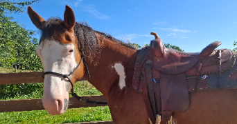 julia pet sitter à Niort 79000_12