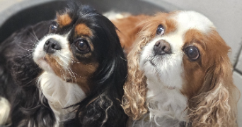 marlene pet sitter à AUNEAU BLEURY ST SYMPHORIEN 28700_72