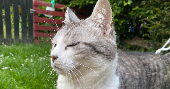 elodie cat sitter à BEUZEVILLE 27210_3
