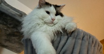 johanna pet sitter à NOZAY 44170_3