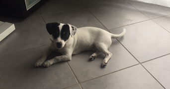 méline pet sitter à THYEZ 74300_0