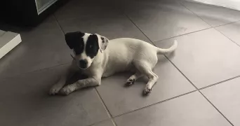 méline pet sitter à THYEZ 74300