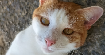 pauline pet sitter à Laventie 62840_2