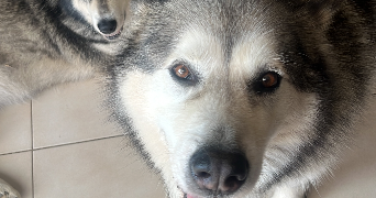 maïna pet sitter à PLOUZANE 29280_1