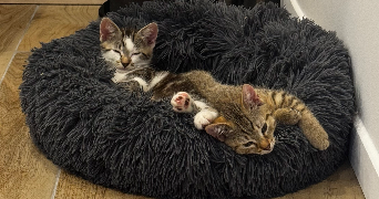 tam pet sitter à PARIS 11 75011_3