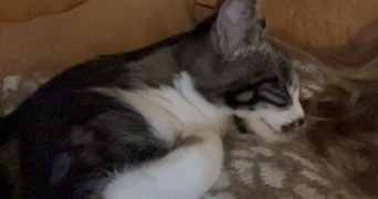 léa pet sitter à BOULOGNE BILLANCOURT 92100_1
