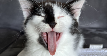 lola pet sitter à TOURCOING 59200_3
